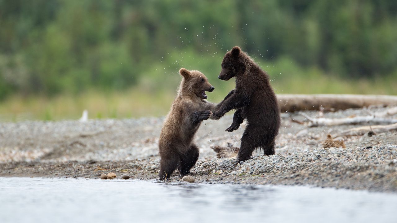 Wallpaper bears, cubs, animals, water, spray, cute