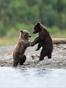 baby grizzly bear wallpaper