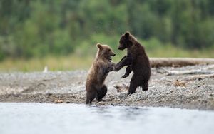 Preview wallpaper bears, cubs, animals, water, spray, cute