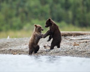 Preview wallpaper bears, cubs, animals, water, spray, cute