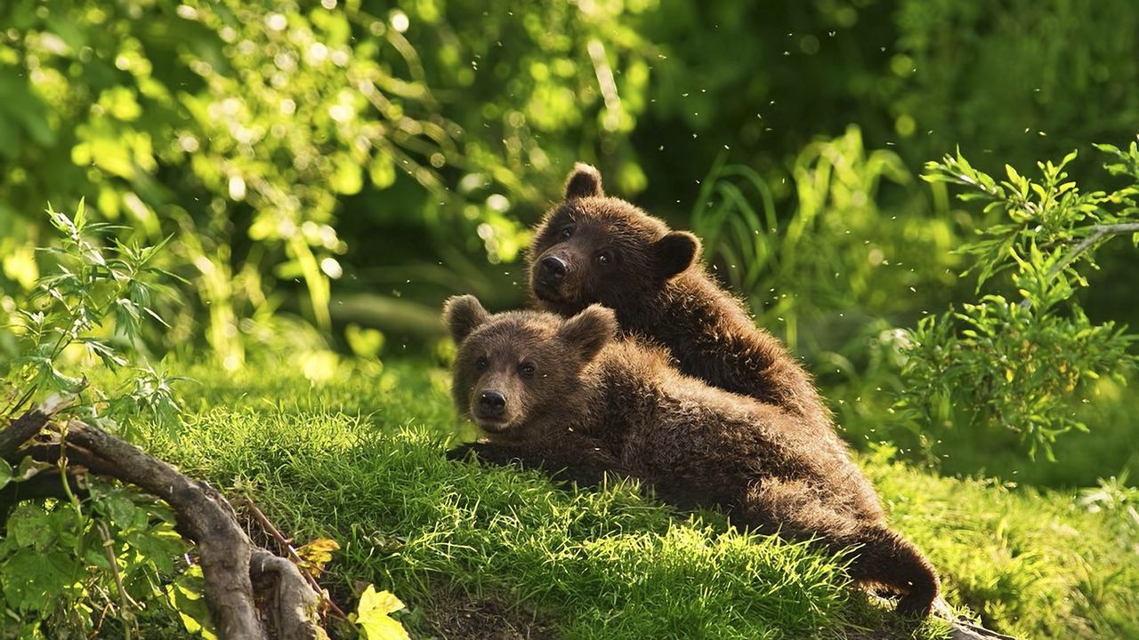 Wallpaper bears, cubs, couple, grass, lie