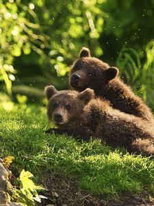 Preview wallpaper bears, cubs, couple, grass, lie