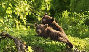 Preview wallpaper bears, cubs, couple, grass, lie