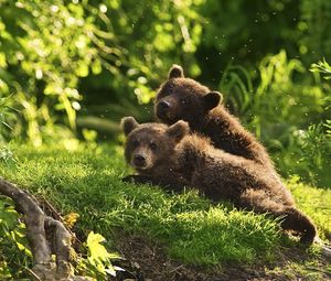 Preview wallpaper bears, cubs, couple, grass, lie