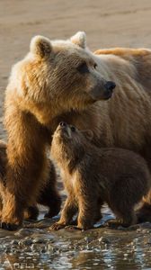 Preview wallpaper bears, cubs, family, sand