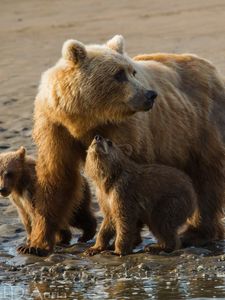 Preview wallpaper bears, cubs, family, sand