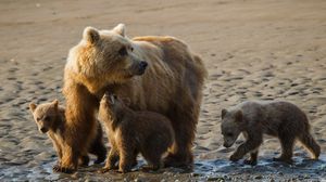Preview wallpaper bears, cubs, family, sand