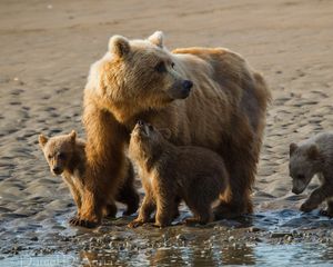 Preview wallpaper bears, cubs, family, sand