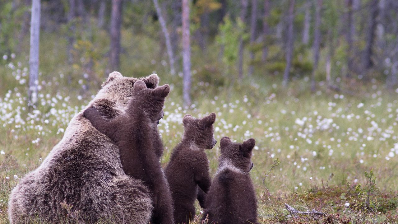 Wallpaper bears, cubs, grass, family