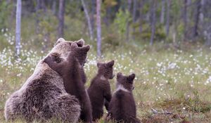 Preview wallpaper bears, cubs, grass, family