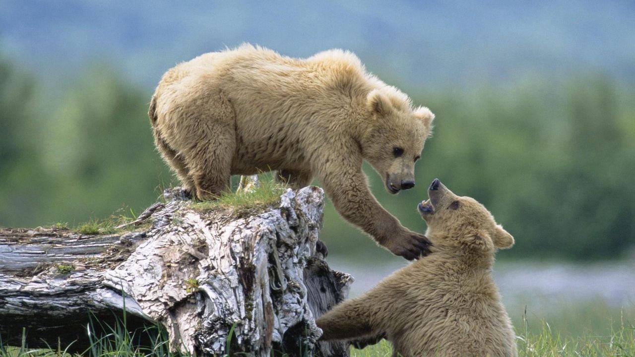 Wallpaper bears, cubs, grass, logs, climb