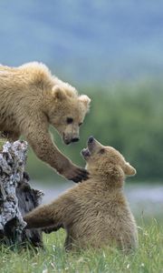 Preview wallpaper bears, cubs, grass, logs, climb