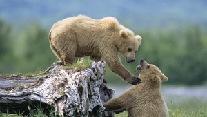 Preview wallpaper bears, cubs, grass, logs, climb