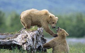 Preview wallpaper bears, cubs, grass, logs, climb