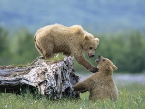 Preview wallpaper bears, cubs, grass, logs, climb