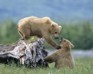 Preview wallpaper bears, cubs, grass, logs, climb