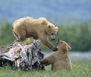 Preview wallpaper bears, cubs, grass, logs, climb