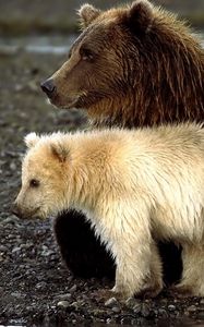 Preview wallpaper bears, cubs, sit, playful
