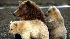 Preview wallpaper bears, cubs, sit, playful
