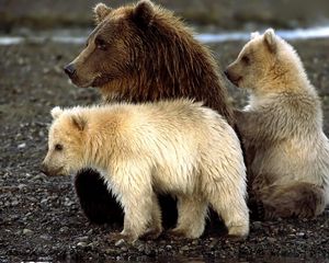 Preview wallpaper bears, cubs, sit, playful