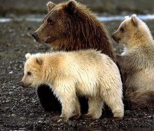 Preview wallpaper bears, cubs, sit, playful