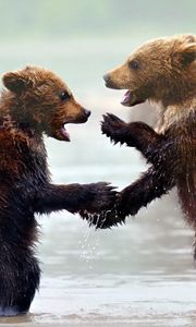 Preview wallpaper bears, cubs, water, mist