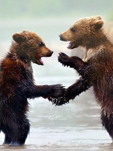 Preview wallpaper bears, cubs, water, mist