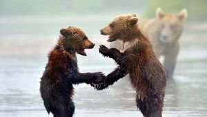 Preview wallpaper bears, cubs, water, mist