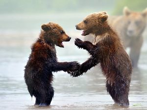 Preview wallpaper bears, cubs, water, mist