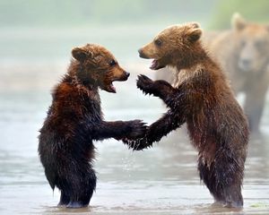 Preview wallpaper bears, cubs, water, mist