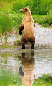 Preview wallpaper bears, family, babies, care, hunting, grass, lake