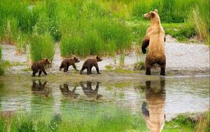 Preview wallpaper bears, family, babies, care, hunting, grass, lake