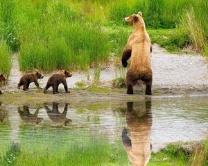 Preview wallpaper bears, family, babies, care, hunting, grass, lake
