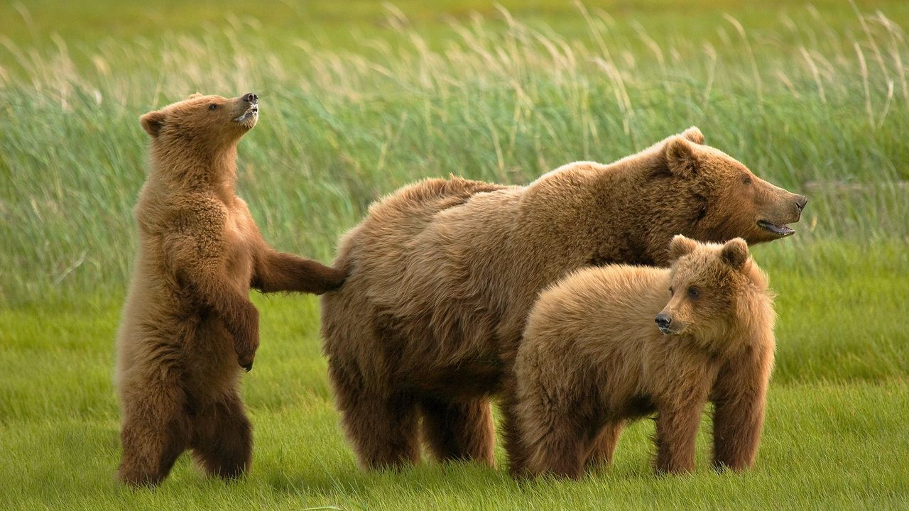 Wallpaper bears, grass, family
