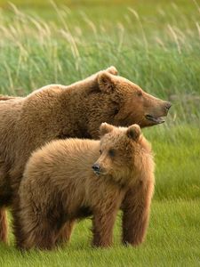 Preview wallpaper bears, grass, family