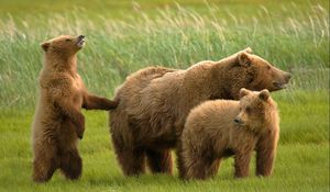 Preview wallpaper bears, grass, family