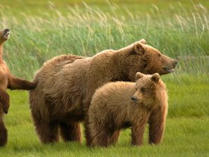 Preview wallpaper bears, grass, family