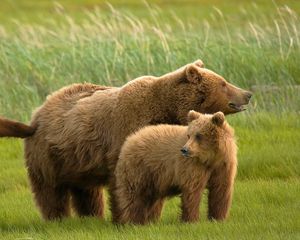 Preview wallpaper bears, grass, family