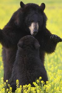 Preview wallpaper bears, grass, flowers, baby