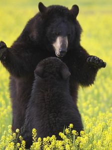 Preview wallpaper bears, grass, flowers, baby