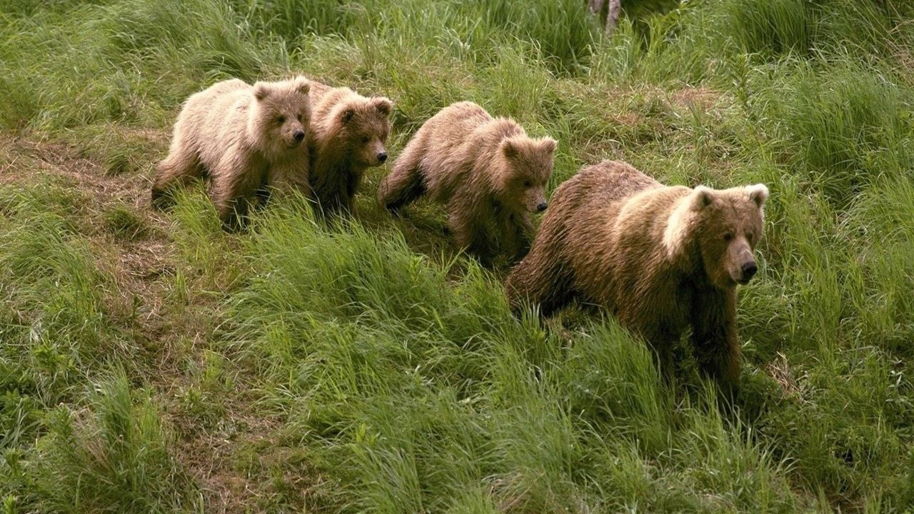 Wallpaper bears, grass, walk