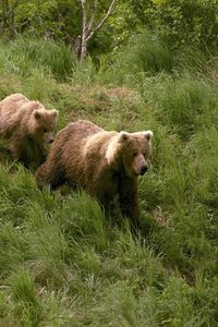 Preview wallpaper bears, grass, walk