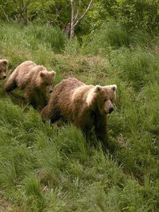 Preview wallpaper bears, grass, walk