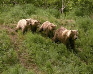 Preview wallpaper bears, grass, walk