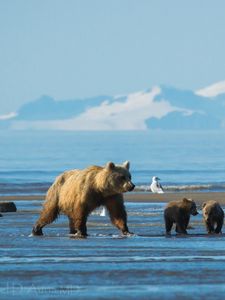 Preview wallpaper bears, mountains, snow, water