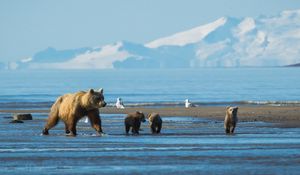 Preview wallpaper bears, mountains, snow, water