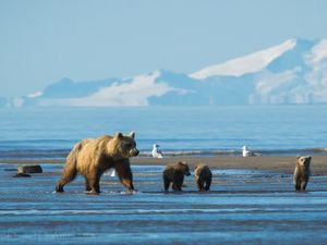 Preview wallpaper bears, mountains, snow, water