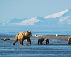 Preview wallpaper bears, mountains, snow, water