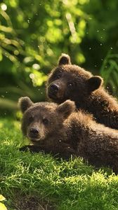 Preview wallpaper bears, pair, grass, lie