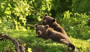 Preview wallpaper bears, pair, grass, lie